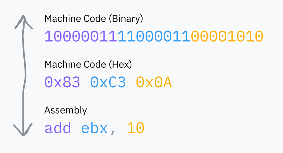 A diagram demonstrating how machine code translates to assembly and back. A bidirectional arrow connects three examples: Machine Code (Binary) followed by 3 bytes of binary numbers, Machine Code (Hex) followed by those 3 bytes translated to hex (0x83, 0xC3, 0x0A), and Assembly followed by "add ebx, 10". The Assembly and Machine Code are color-coded so it is clear that each byte of the machine code translate to one word in the assembly.